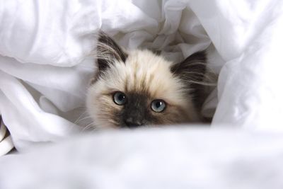 Portrait of kitten lying on bed