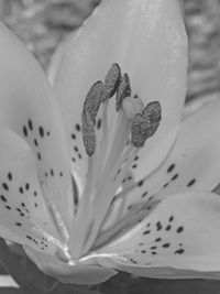 Close-up of white lily