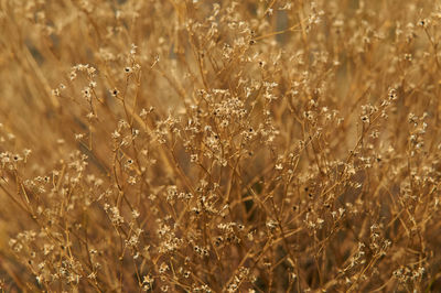 Close-up of crops on field