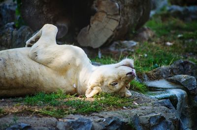 Lion sitting on rock