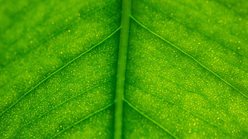 Full frame shot of raindrops on leaf