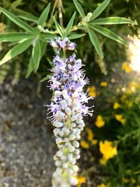 Close-up of purple flowers blooming outdoors