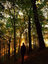 Trees in forest