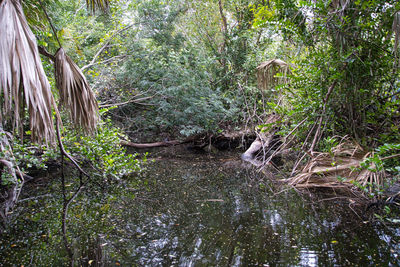 View of waterfall in forest