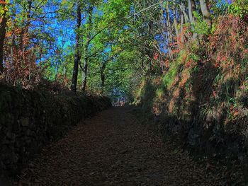 Trees in forest during autumn