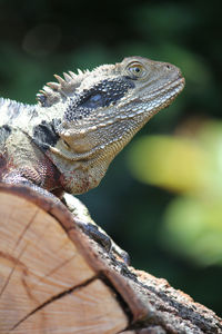 Close-up of lizard on wood