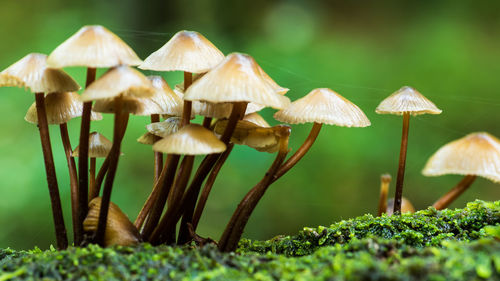 Close-up of mushrooms growing on grass