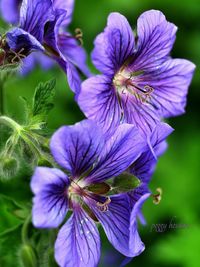 Close-up of purple flowers blooming