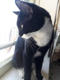 Close-up of a cat looking away