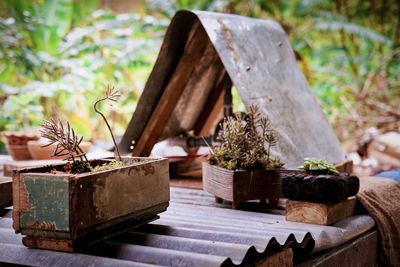 Close-up of potted plant on corrugated iron