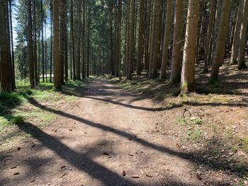 Footpath amidst trees in forest