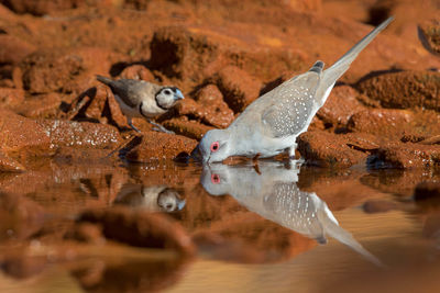 Flock of birds in a lake