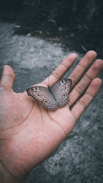 Close-up of hand holding butterfly