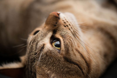 Close-up of tabby resting on carpet