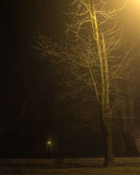 Bare trees on landscape at night