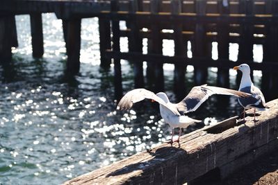 Bird in water