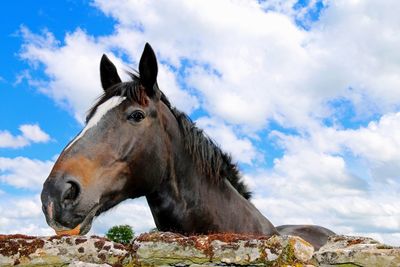 Low angle view of horse against sky