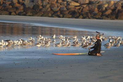 Birds flying over beach