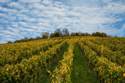 Vineyard in autumn colouring with clouds in blue sky