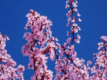 Low angle view of cherry blossoms against sky