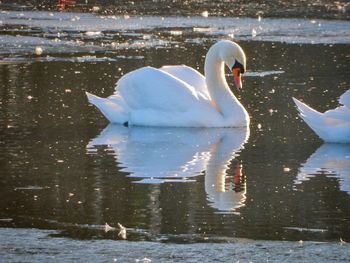 Swan swimming on lake