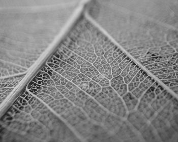 Extreme close up of leaf