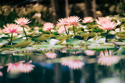 Close-up of pink flowers blooming outdoors