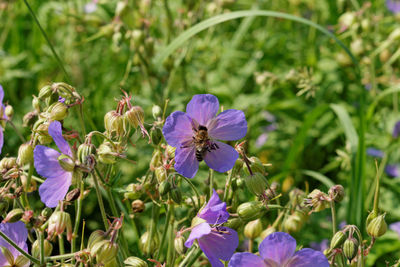 Close-up of bee on purple flowers blooming outdoors