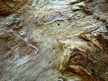 Full frame shot of tree trunk