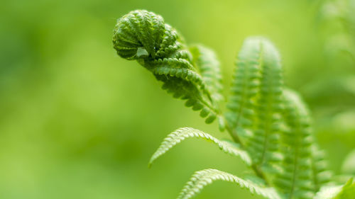 Close-up of plant