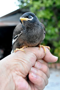 Close-up of hand holding bird