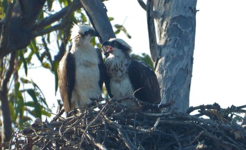 Low angle view of birds perching on tree