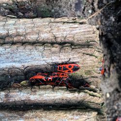 Close-up of insect on rock