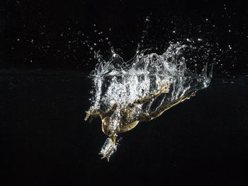 Close-up of jellyfish against black background