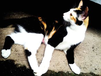 High angle view of cat