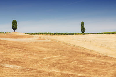 Scenic view of field against clear sky