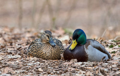 Ducks on a field