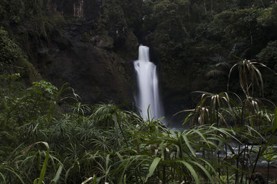 Scenic view of waterfall in forest
