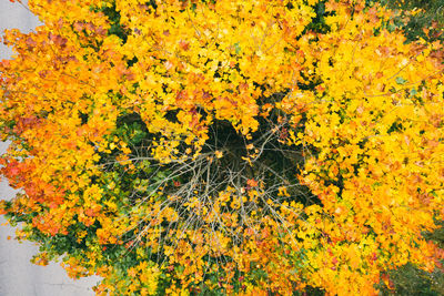 Close-up of yellow flowering plants during autumn