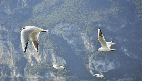 Seagull flying over white background