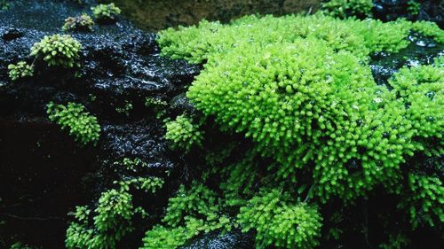 High angle view of plants growing in forest