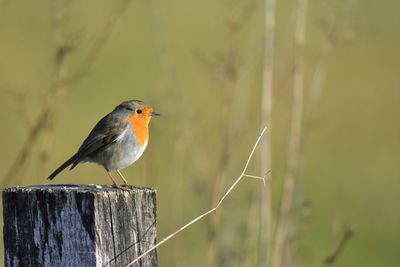 Close-up of bird perching on wooden post