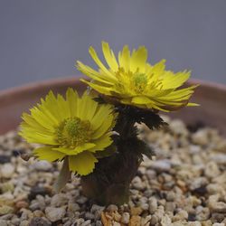 Close-up of yellow flower