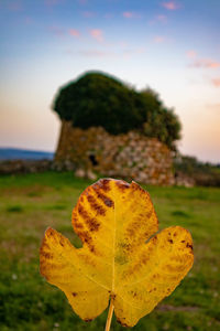 Close-up of yellow leaf on land against sky