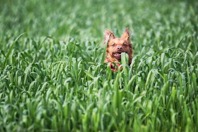 Portrait of dog amidst grass