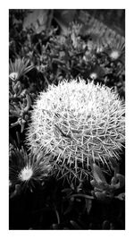 Close-up of white dandelion flower