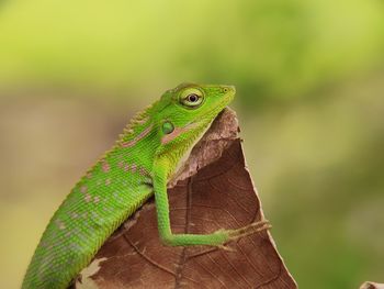 Close-up of a lizard