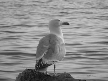Seagull perching on rock by sea