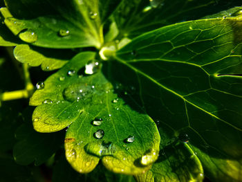 Close-up of raindrops on leaves