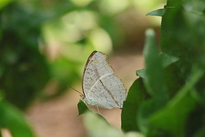 Close-up of butterfly on leaf